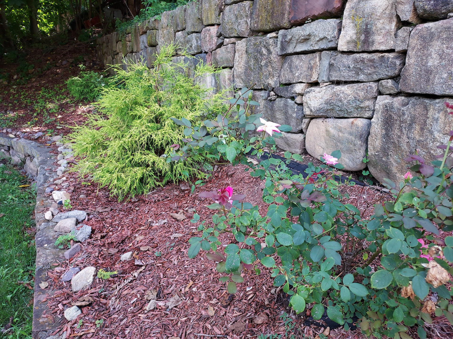 Samsung Galaxy A42 photo sample showing bushes in a garden