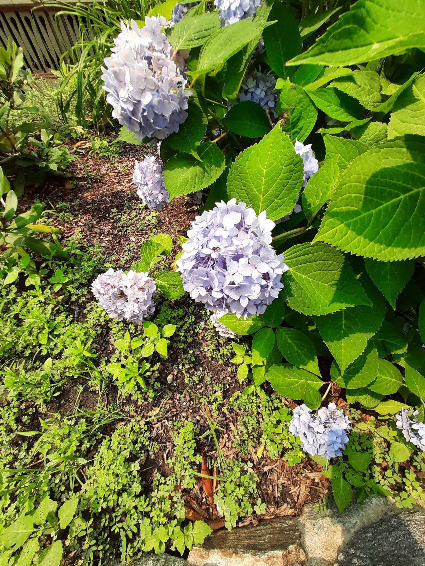 Samsung Galaxy XCover Pro Camera Samples showing a purple flowering plant with green leaves.