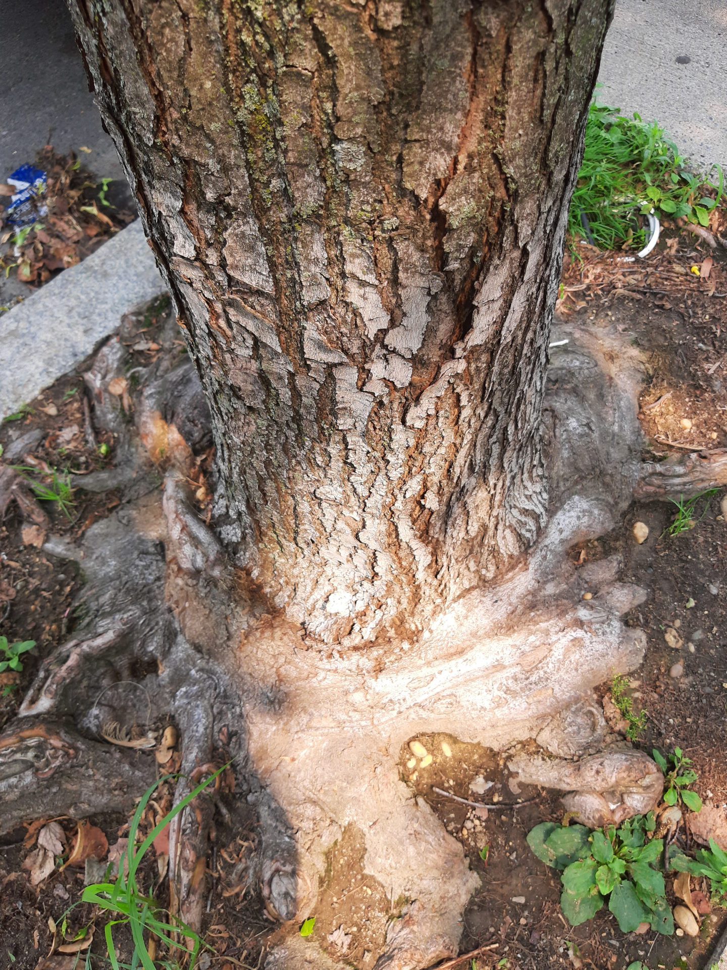 Samsung Galaxy XCover Pro Camera Samples showing a tree trunk.