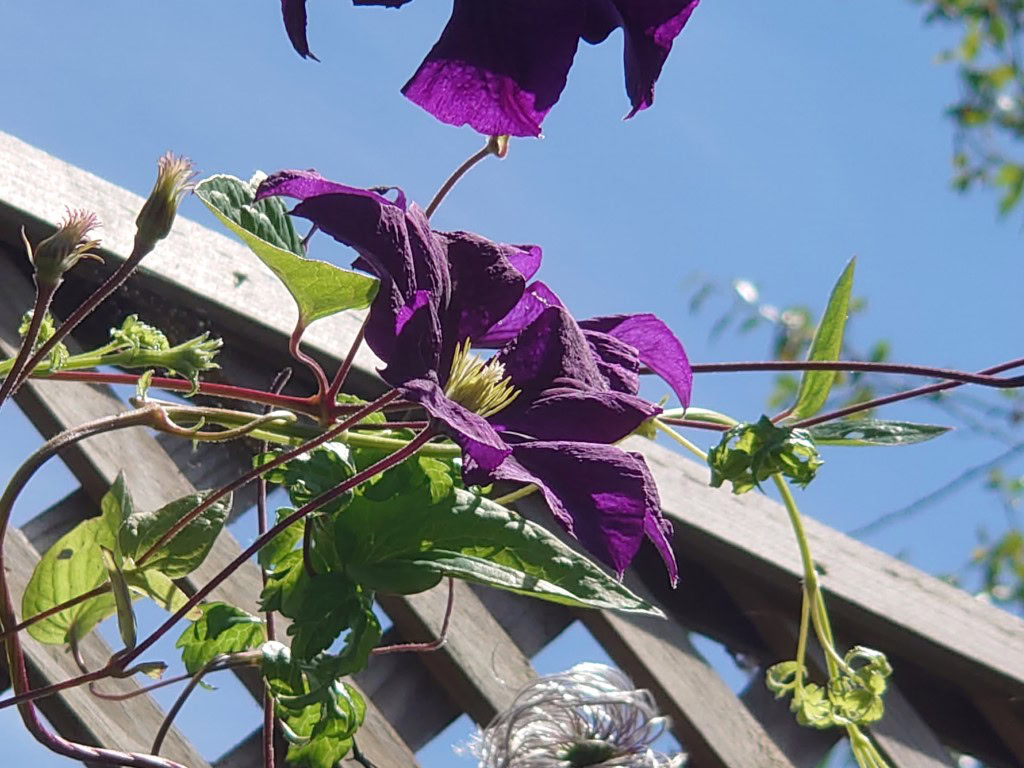 Sony Xperia 1 II camera vs 200mm shot of a wooden garden trellis with a colorful purple and green plant climbing it.