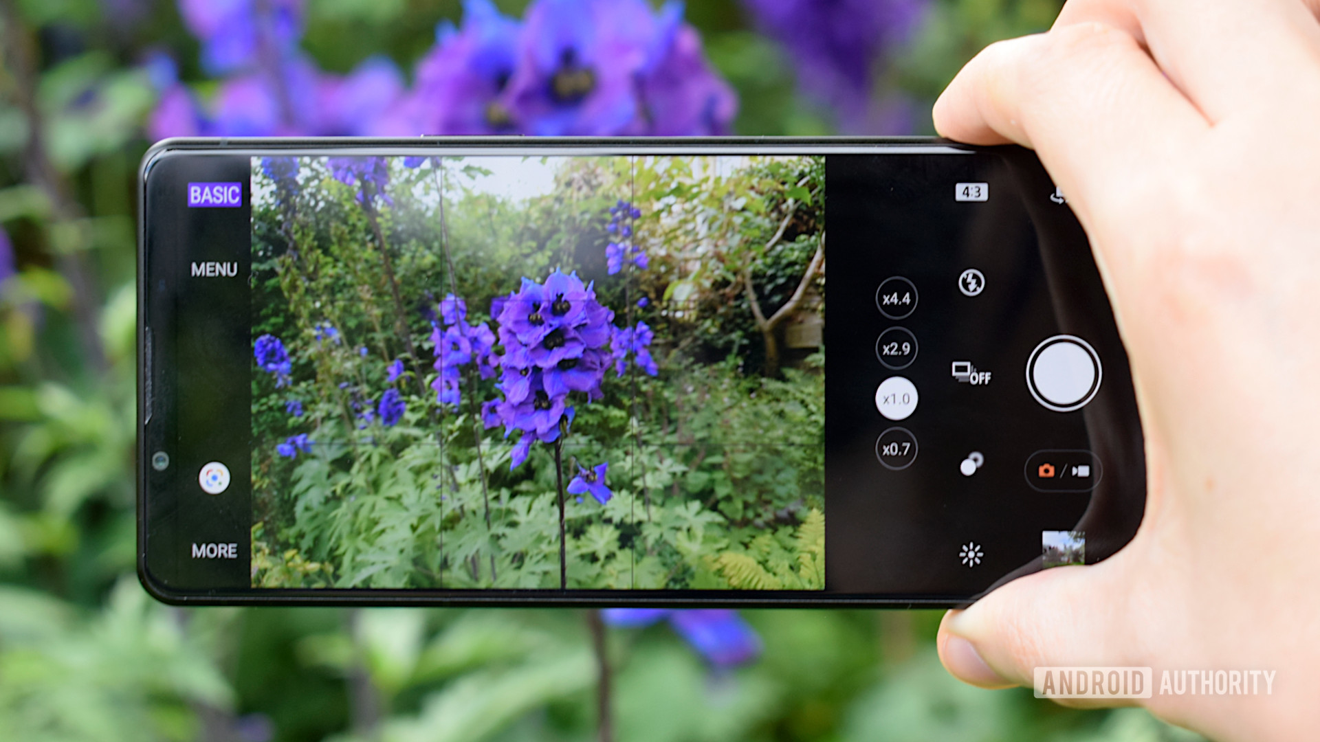 The Sony Xperia 1 III camera app taking a photo of some blue flowers.