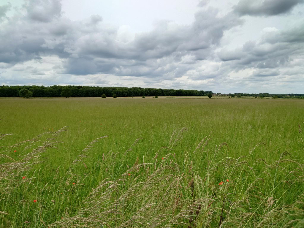 Sony Xperia 1 III camera landscape shot showing a green field.