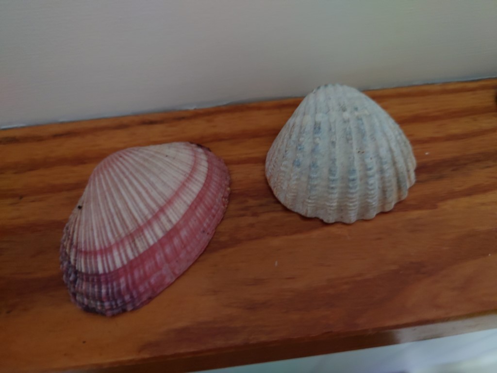 Sony Xperia 1 III low light sample showing two seashells on a wooden shelf.