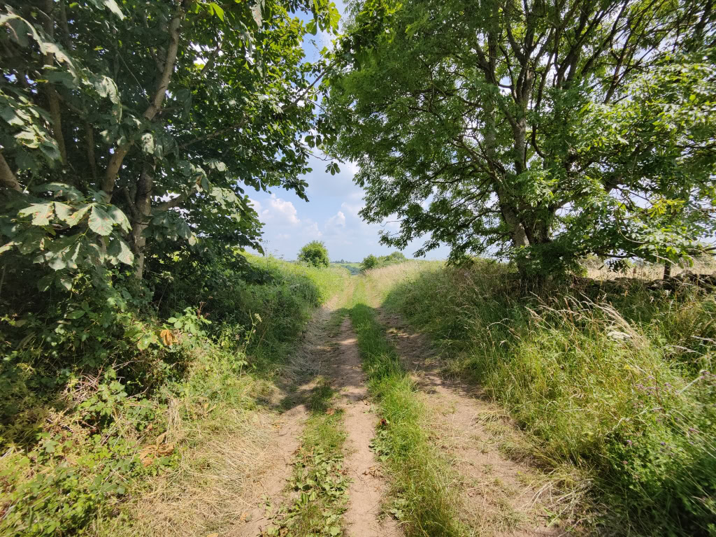 Picture of dirt track shaded by trees OnePlus 9 Pro