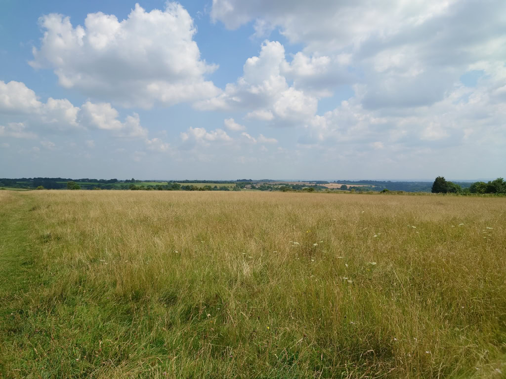 Dried grass field with blue sky shot on Sony Xperia 1 III