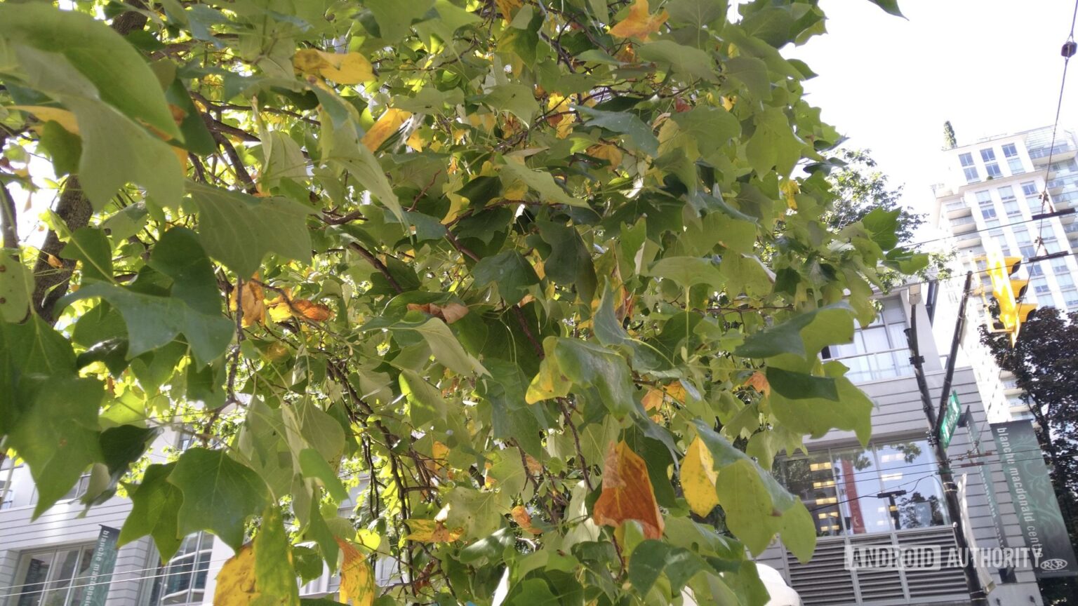 Cat S62 Pro review: See more than meets the eye