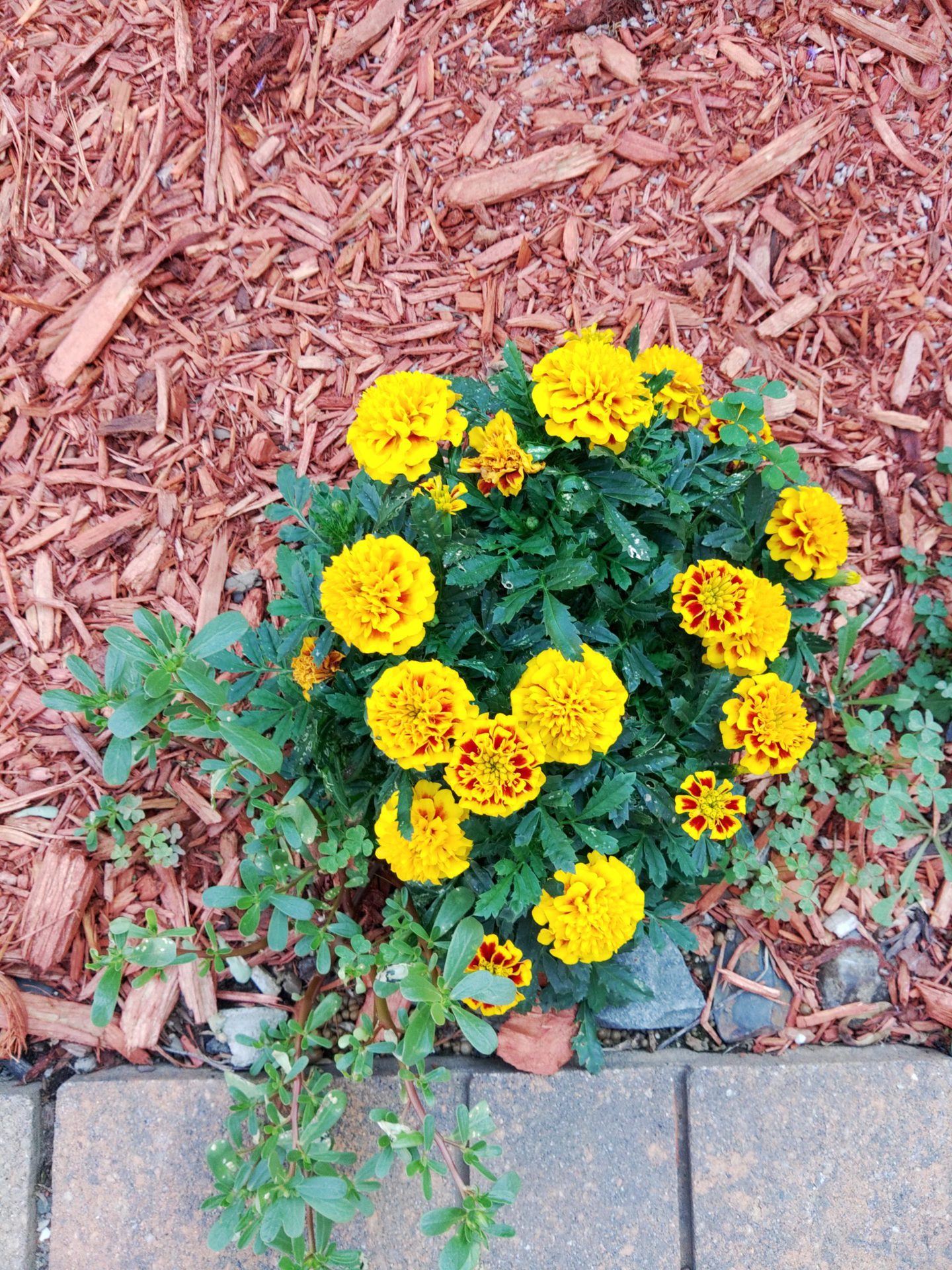 Yellow and green flowers in a garden shot from Kyocera Duraforce Ultra
