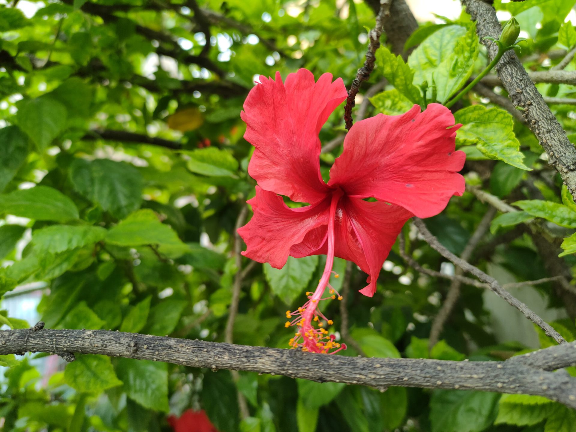 realme GT wide angle camera photo of a red flower