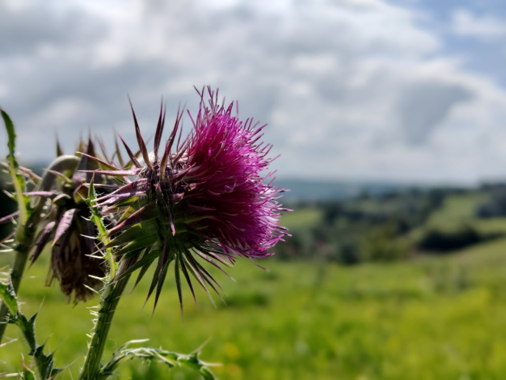SFSI camera sample outdoor with thistle