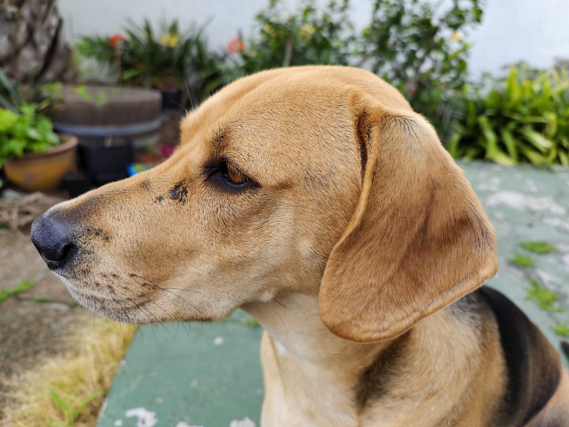 A 1x photo of a dog, taken with the Vivo X70 Pro Plus.