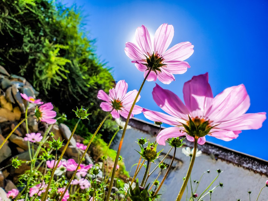 Picture of pink flowers on a deep blue sky