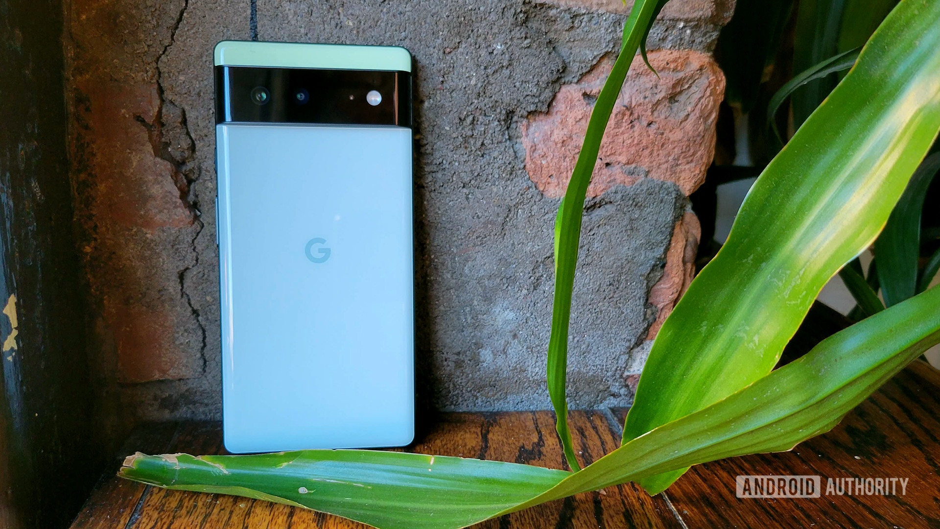 Google Pixel 6 against wall with plants