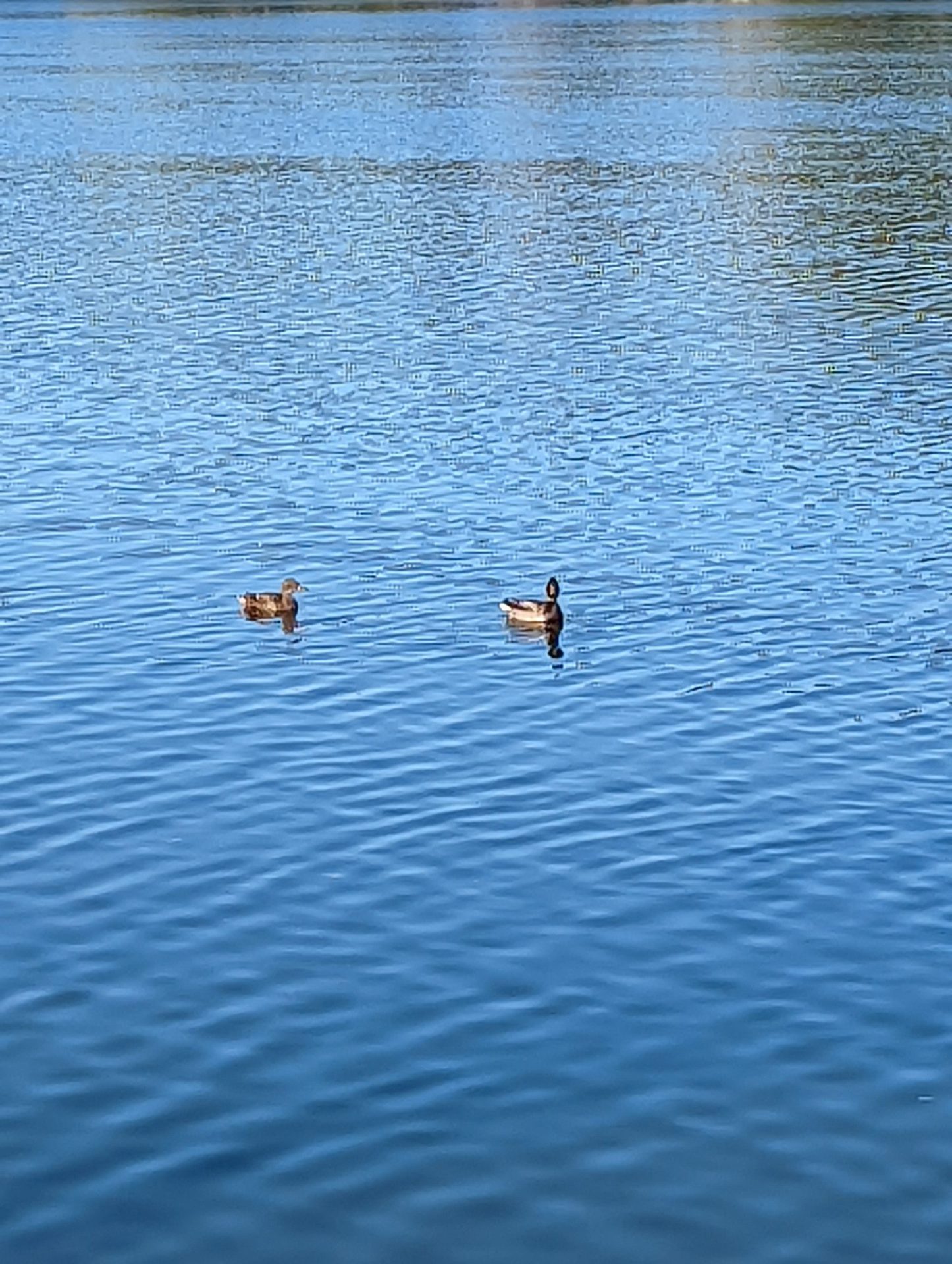 An image of a river with ducks taken with the Google Pixel 6 camera