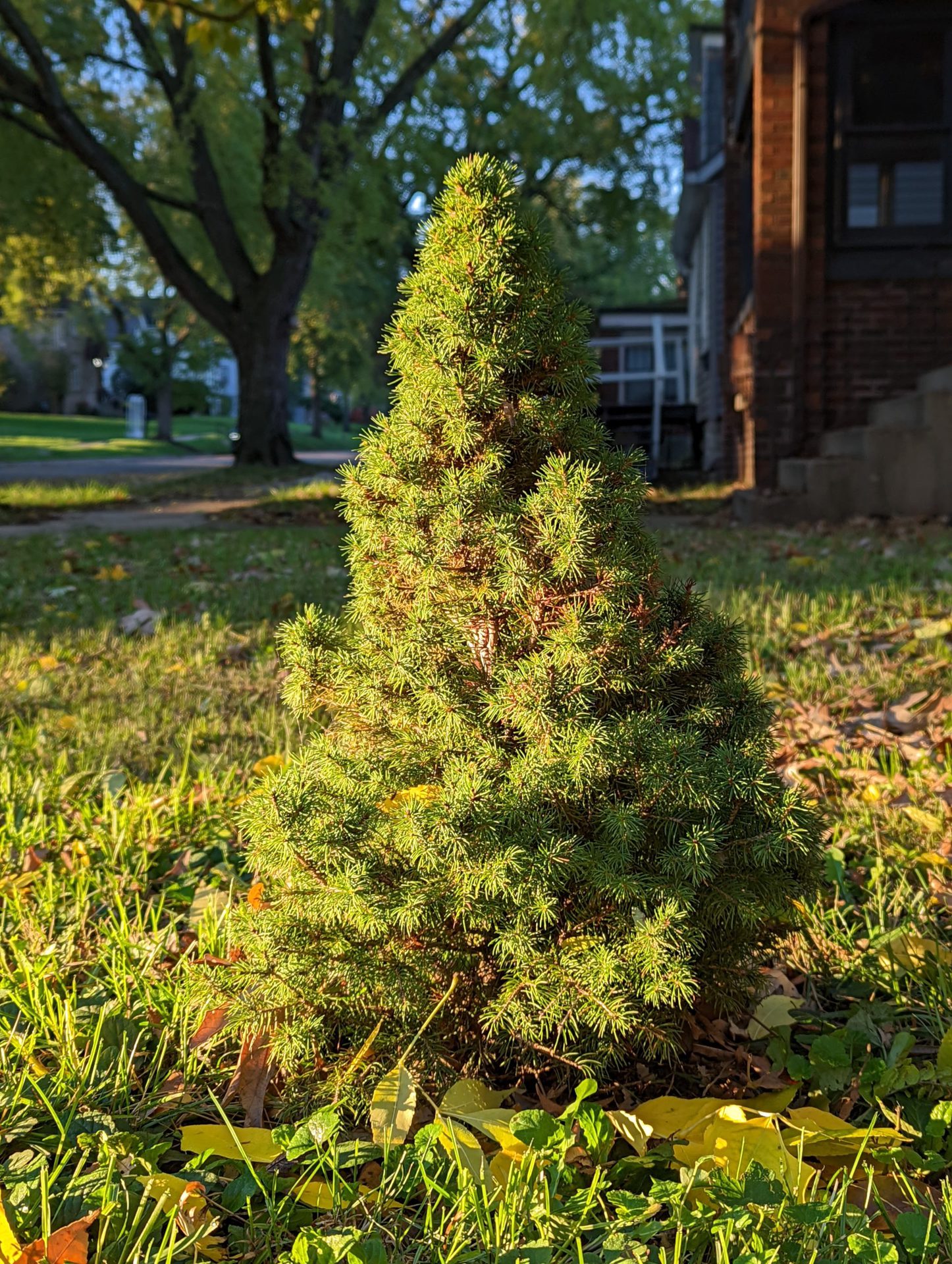 An image of a pine tree taken with the Google Pixel 6 camera