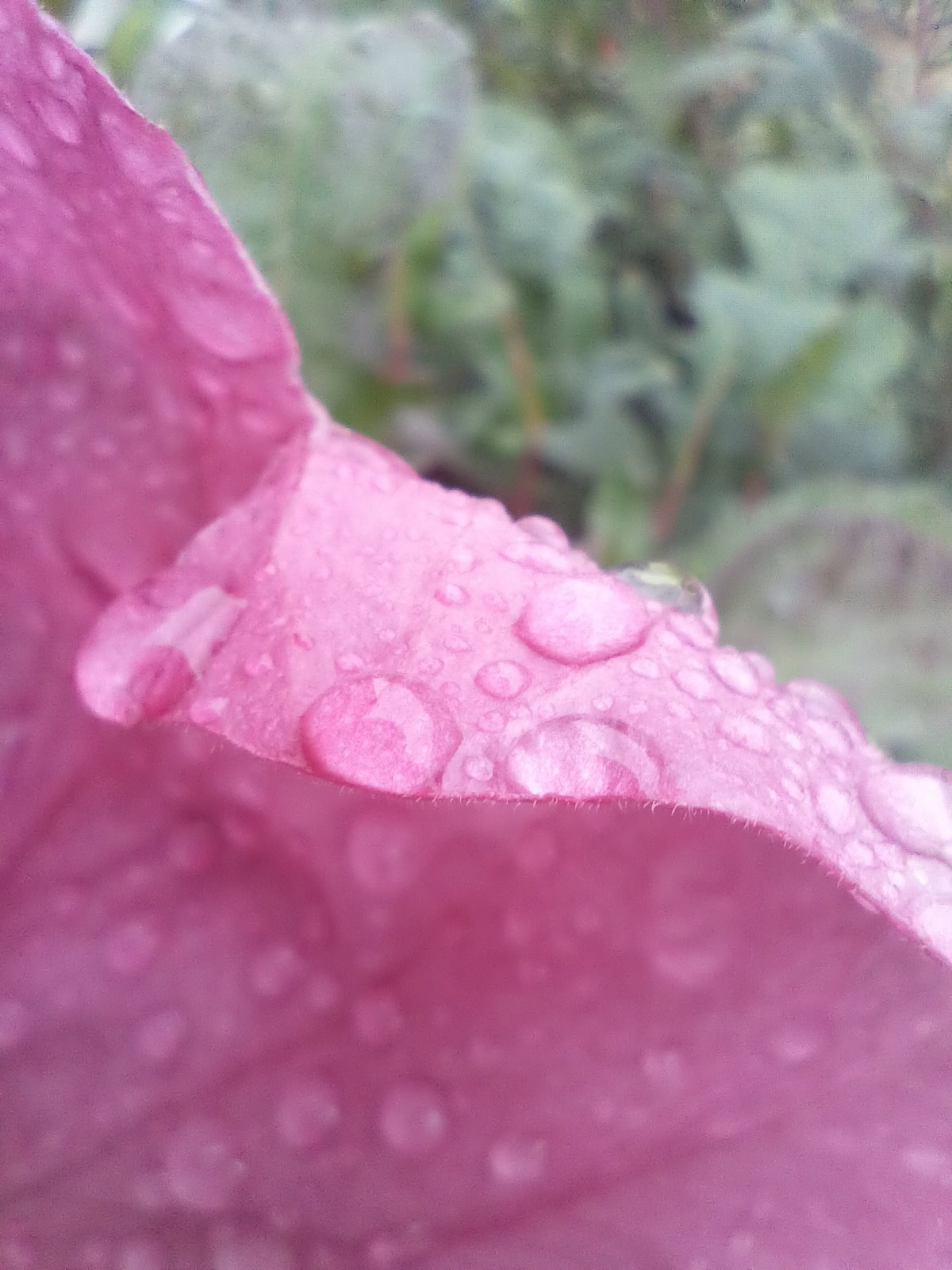 Macro photo of water droplets taken on Doogee S97 Pro
