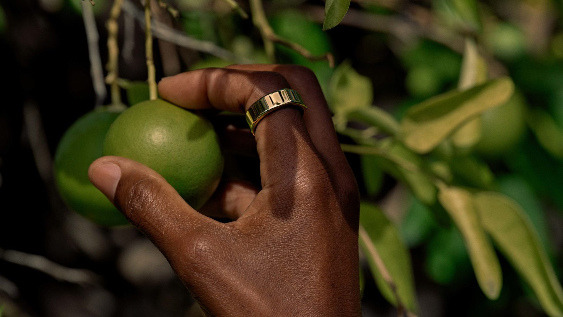 An individual wearing a gold Oura Ring 3 picks a lime off a tree.