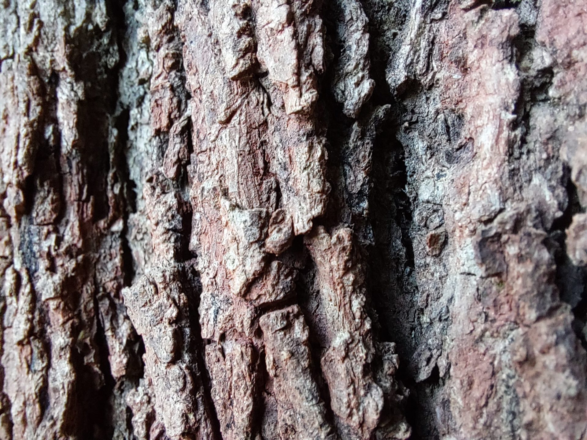 Samsung Galaxy M52 camera sample macro mode of tree bark