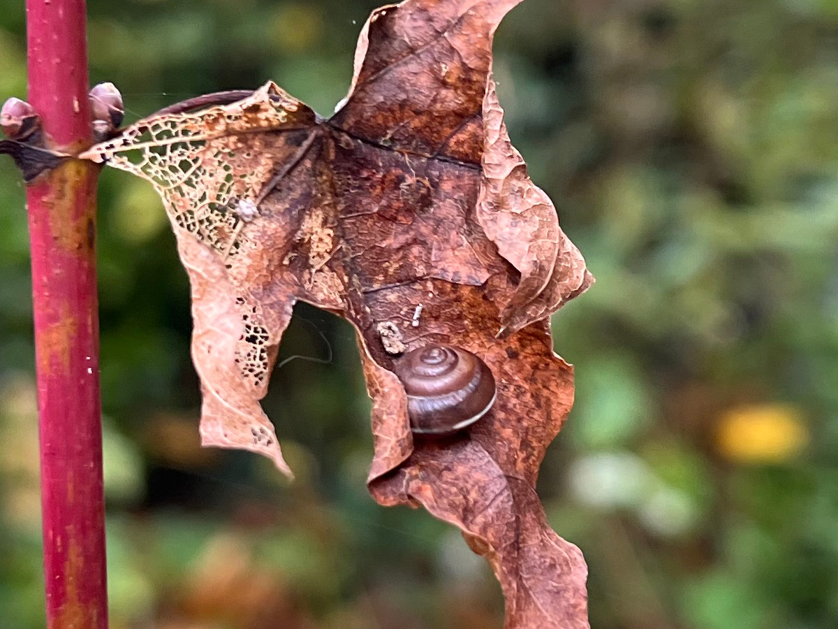 Camera Sample Detail Crop Apple iPhone 13 Pro Max of a snail on a dried up leaf