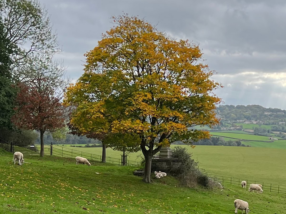 Camera Sample Detail Crop Apple iPhone 13 Pro Max of a tree with golden leaves in a field surrounded by sheep.