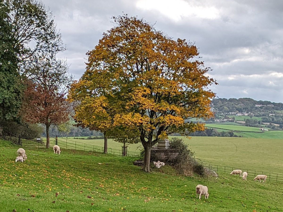 Camera Sample Detail Crop Google Pixel 6 Pro of a tree with golden leaves in a field surrounded by sheep.