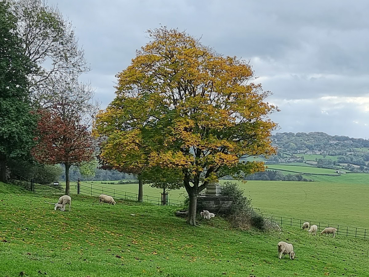 Camera Sample Detail Crop Samsung Galaxy S21 Ultra of a tree with golden leaves in a field surrounded by sheep.