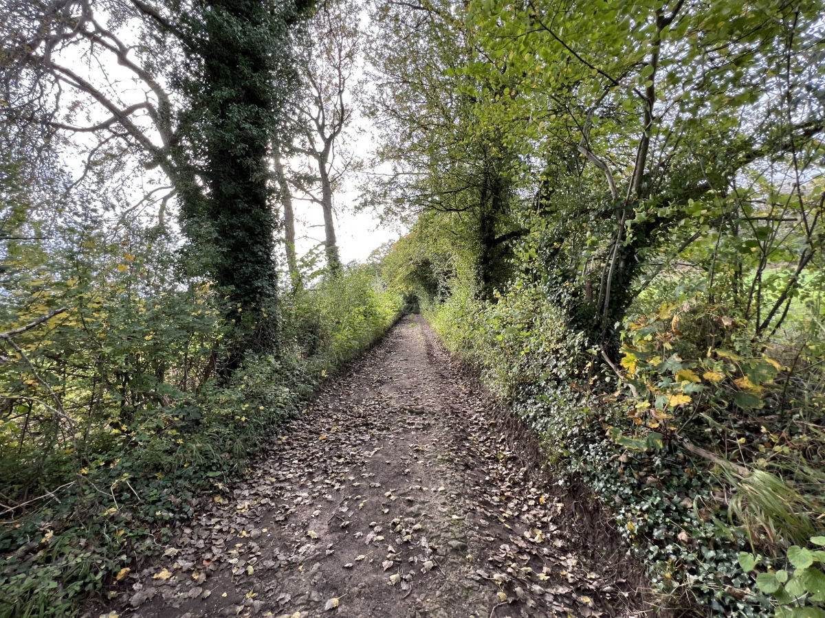 Camera sample HDR wide shot of a footpath through woods on the Apple iPhone 13 Pro Max