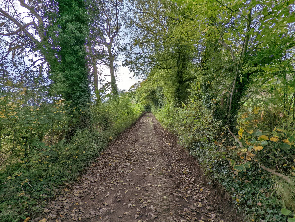 HDR camera sample of a woodland path from the Google Pixel 6 Pro