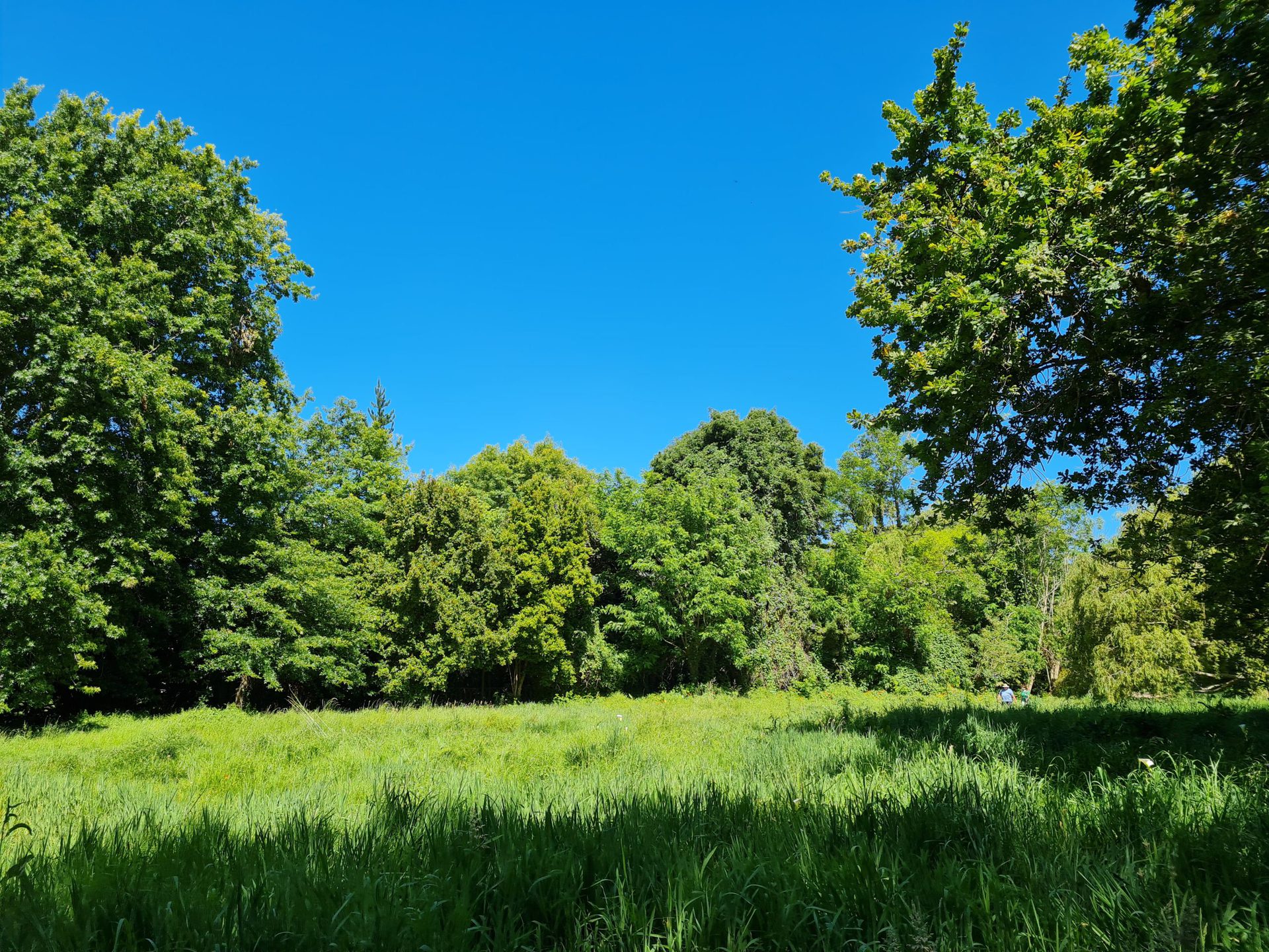 A 1X shot of a meadow via the Galaxy S20 FE.