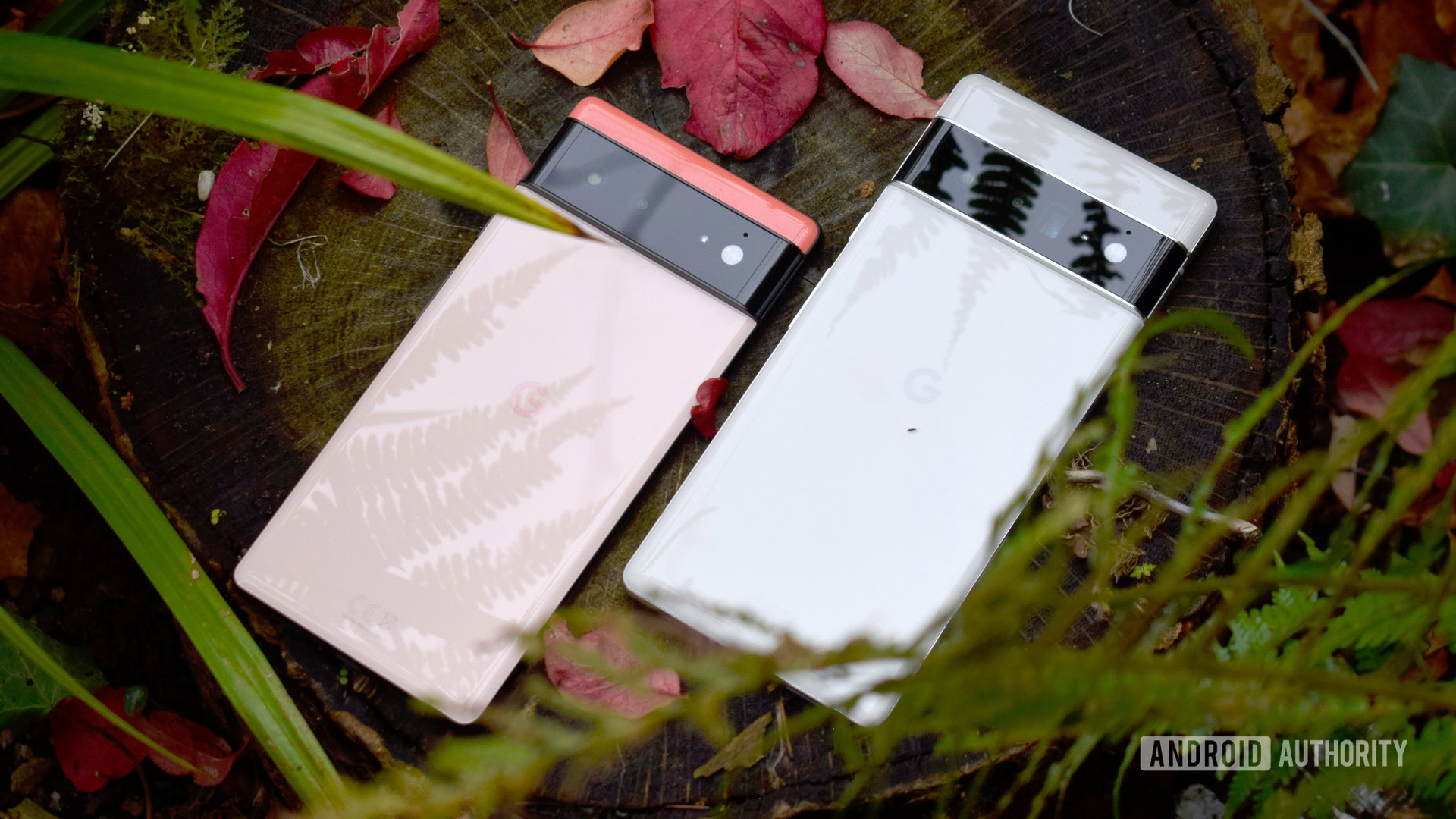 phones outdoor with autumn leaves