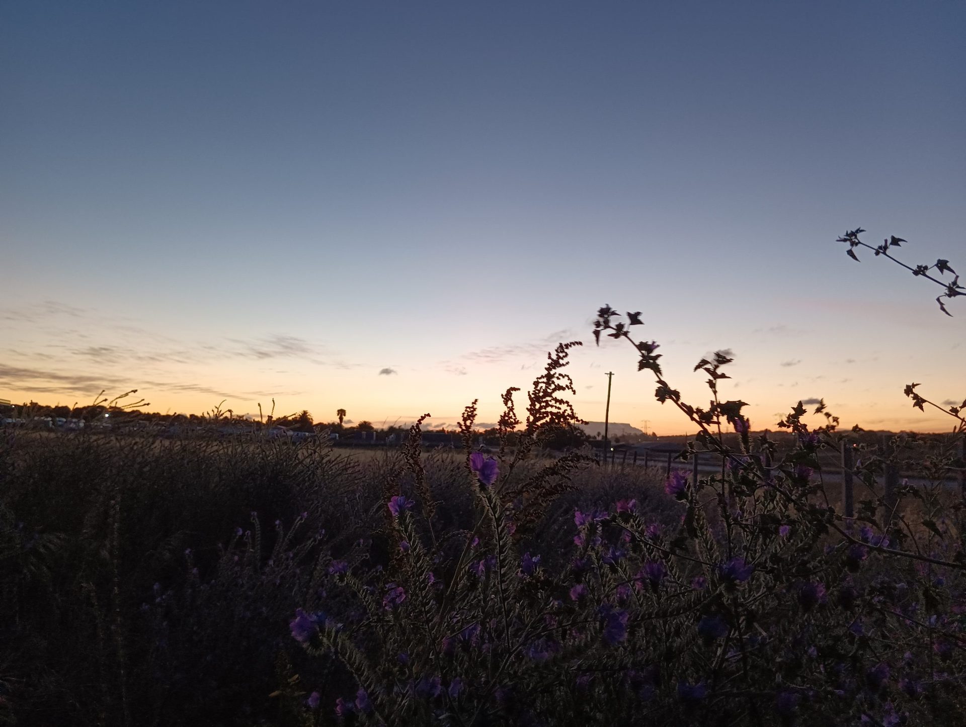 Poco M4 Pro 1X shot of dusk over a field with plants silhouetted