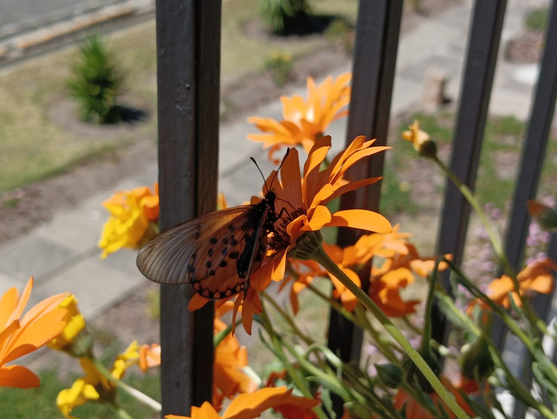 A butterfly on an orange flower shot with the POCO M4 Pro.