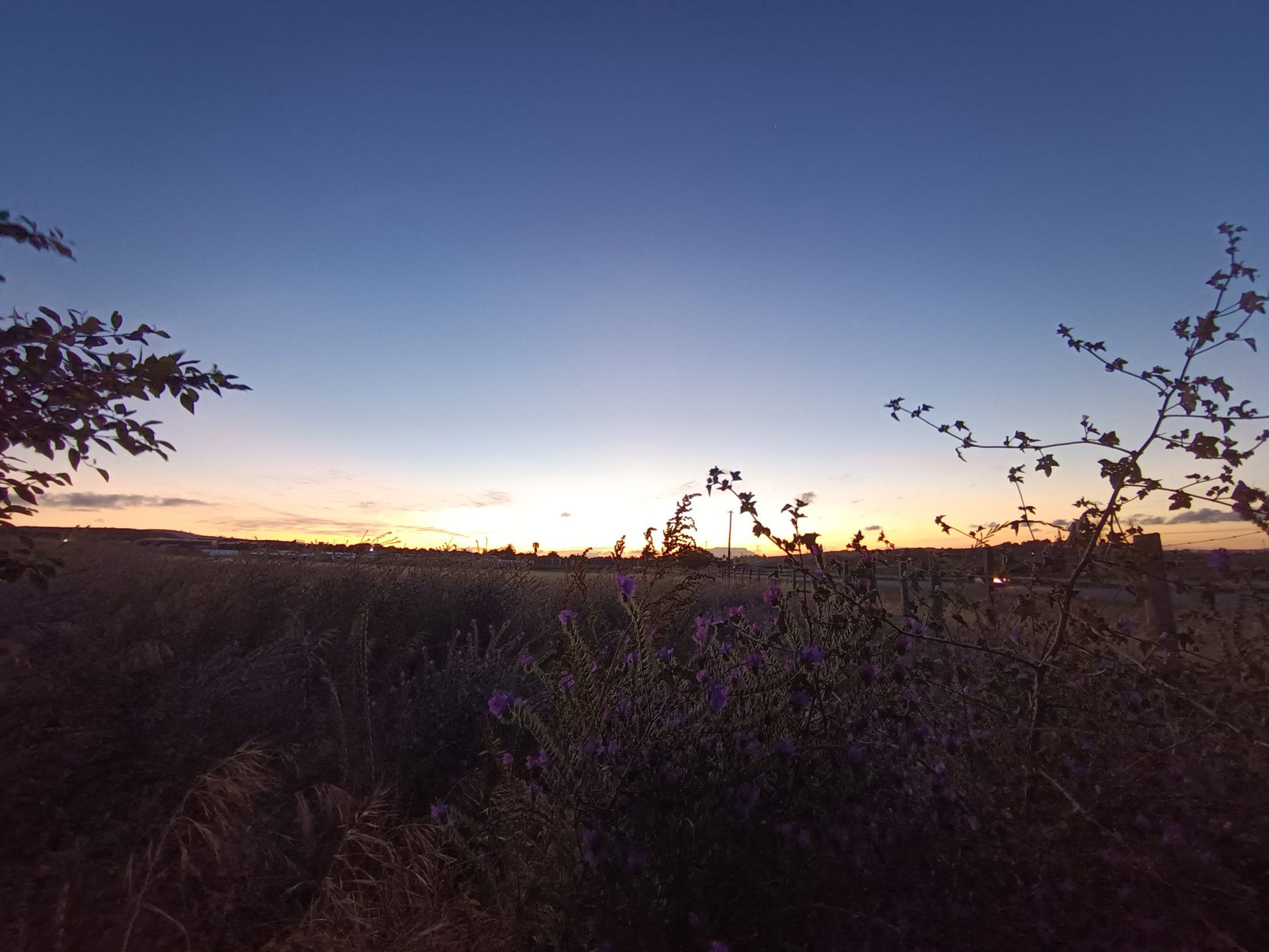 Poco M4 Pro ultra wide shot of dusk over a field with plants silhouetted