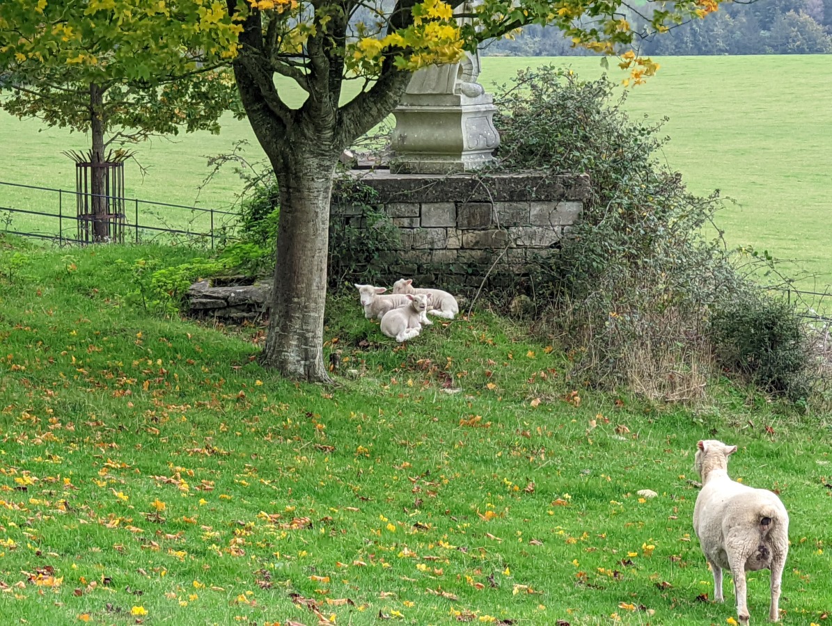 Zoom 10x shot of lambs under a tree in a field, taken on the Google Pixel 6 Pro