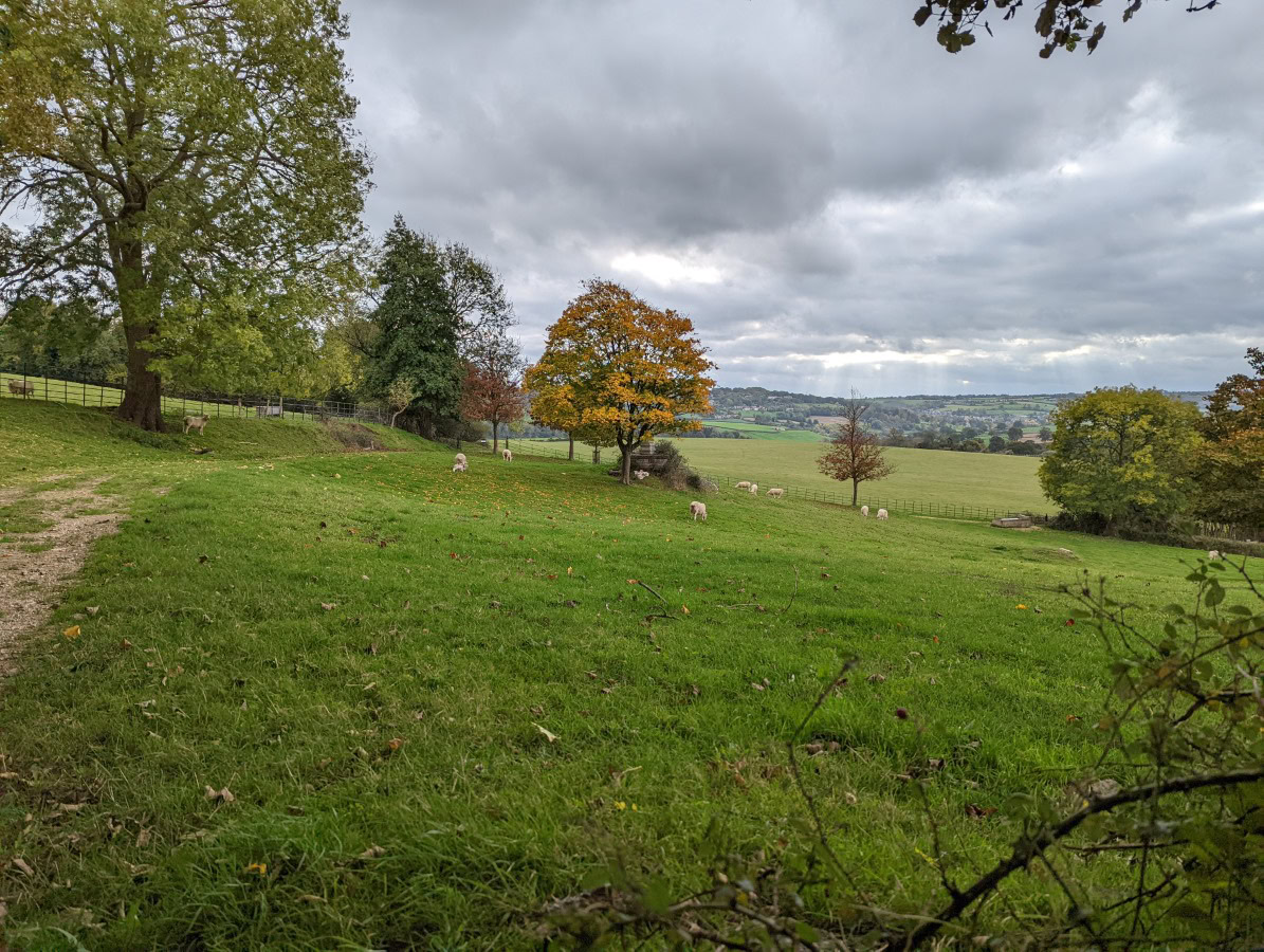 Zoom 1x shot of a field with trees and lambs, taken on the Google Pixel 6 Pro