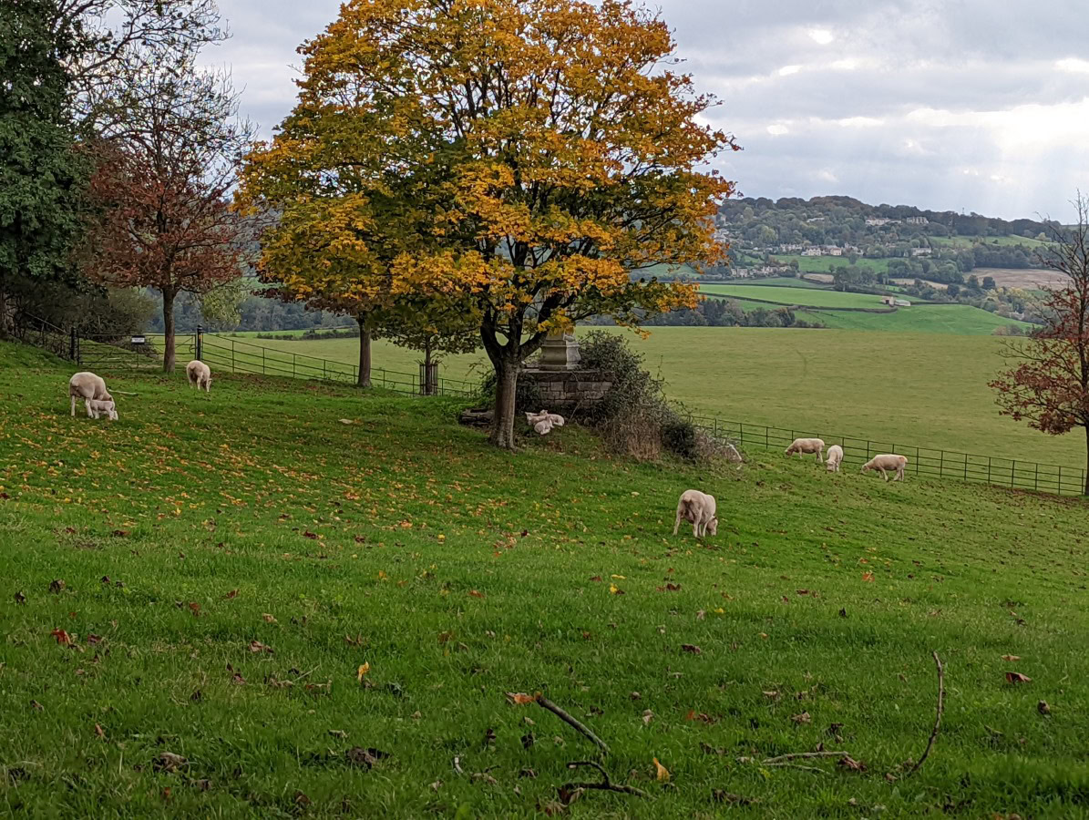 Zoom 3x shot of a field with a tree and lambs, taken on the Google Pixel 6 Pro