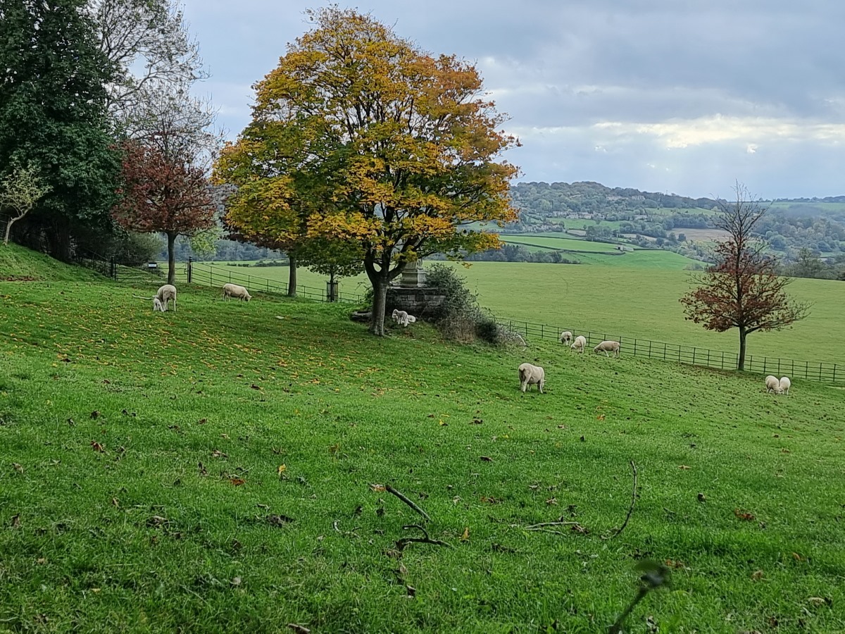 Zoom 3x shot of a field with trees and lambs, taken on the Samsung Galaxy S21 Ultra