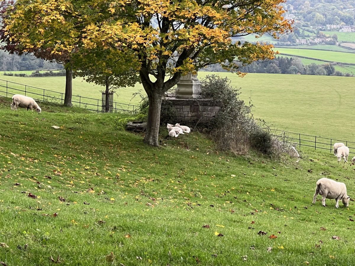Zoom 5x shot of a field with a tree and lambs, taken on the Apple iPhone 13 Pro Max