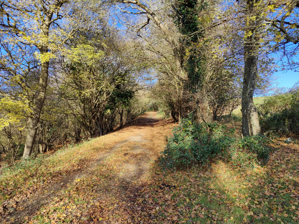 Autumn woodland scene shot on OnePlus 9 Pro