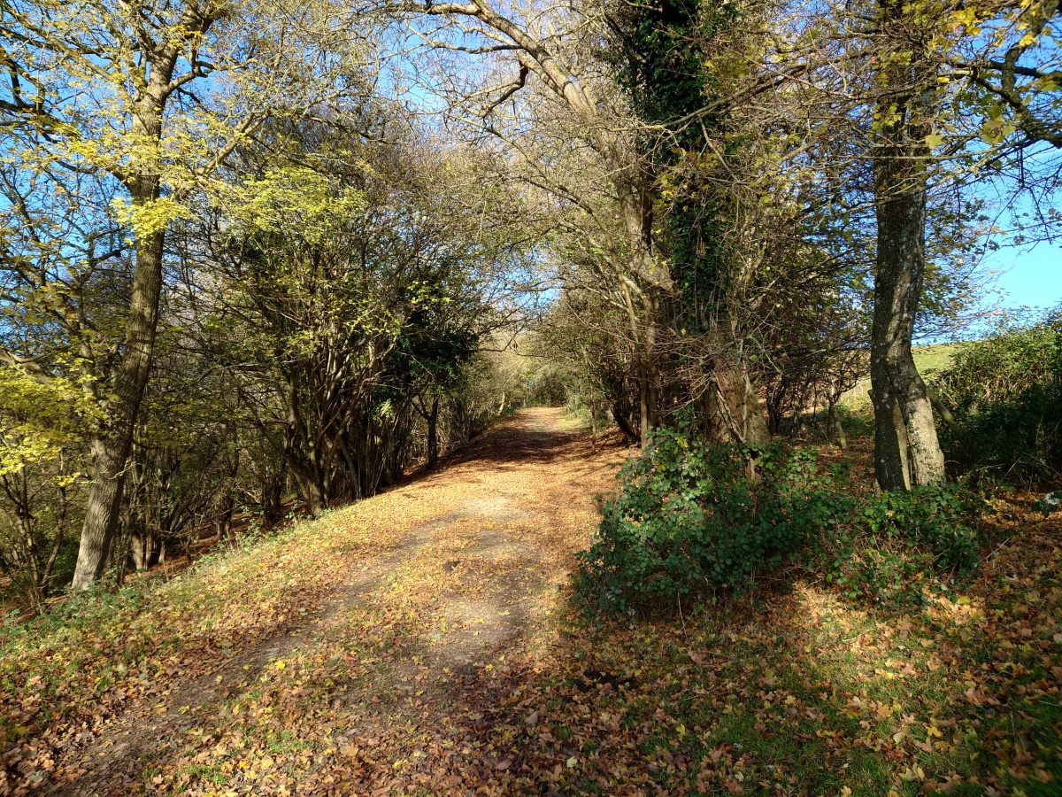 Autumn woodland scene shot on Sony Xperia 1 III