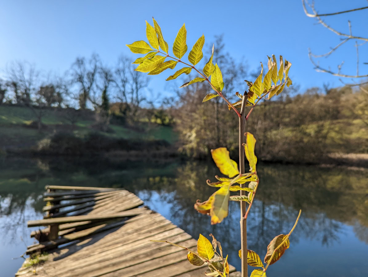 Deep blue sky with dock and green plant in the foreground shot on Google Pixel 6 Pro