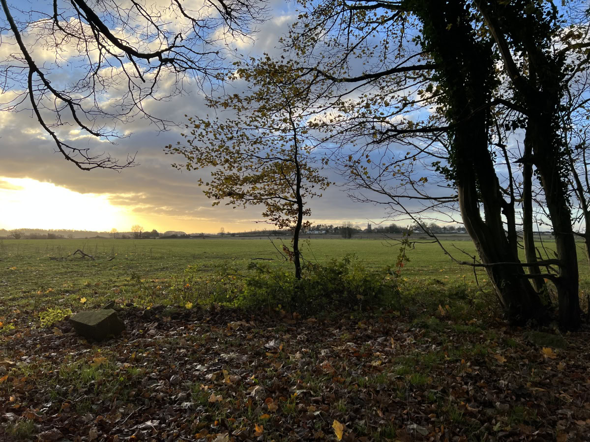 Sunrise over a green field with foreground trees shot on Apple iPhone 13 Pro Max