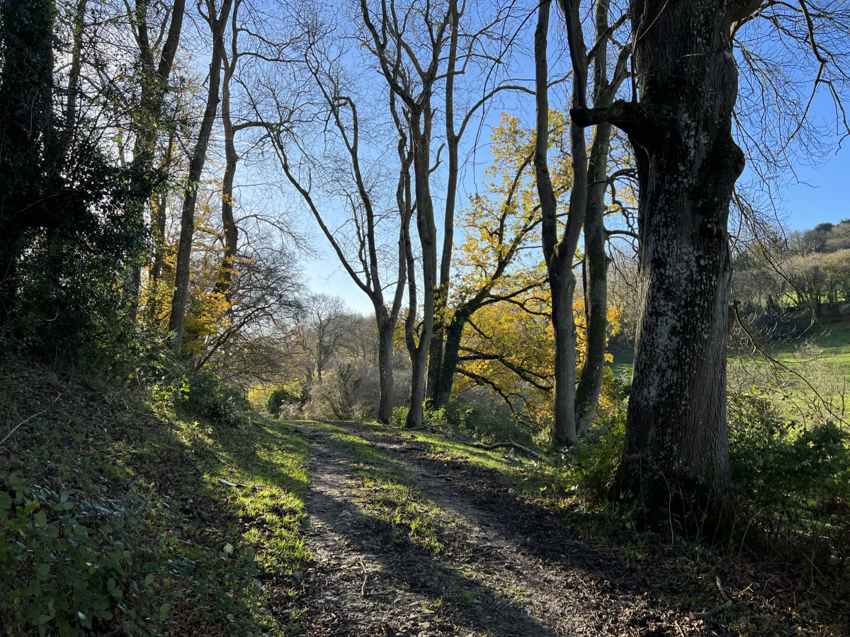 Woodland path with autumn trees and blue sky shot on Apple iPhone 13 Pro Max
