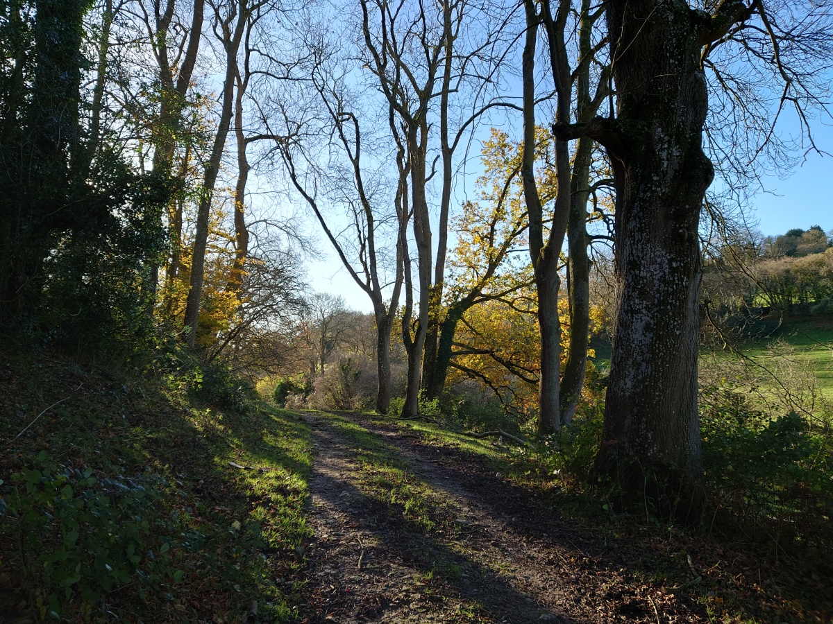 Woodland path with autumn trees and blue sky shot on Sony Xperia 1 III