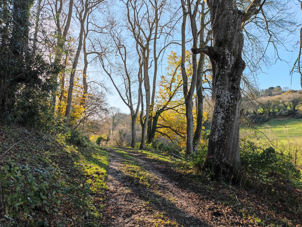 Woodland path with autumn trees and blue sky shot on Xiaomi Mi 11 Ultra