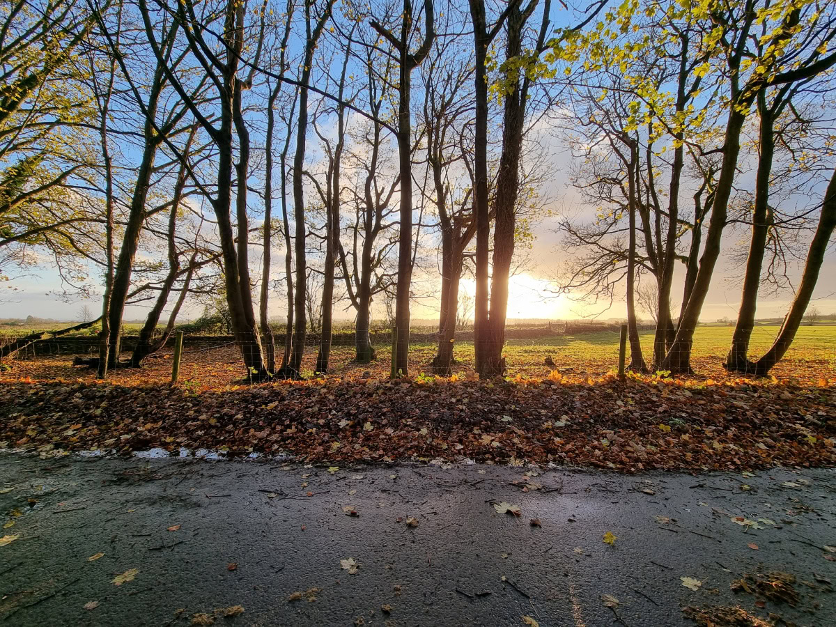 Wide-angle sunrise behind tall trees shot on Samsung Galaxy S21 Ultra