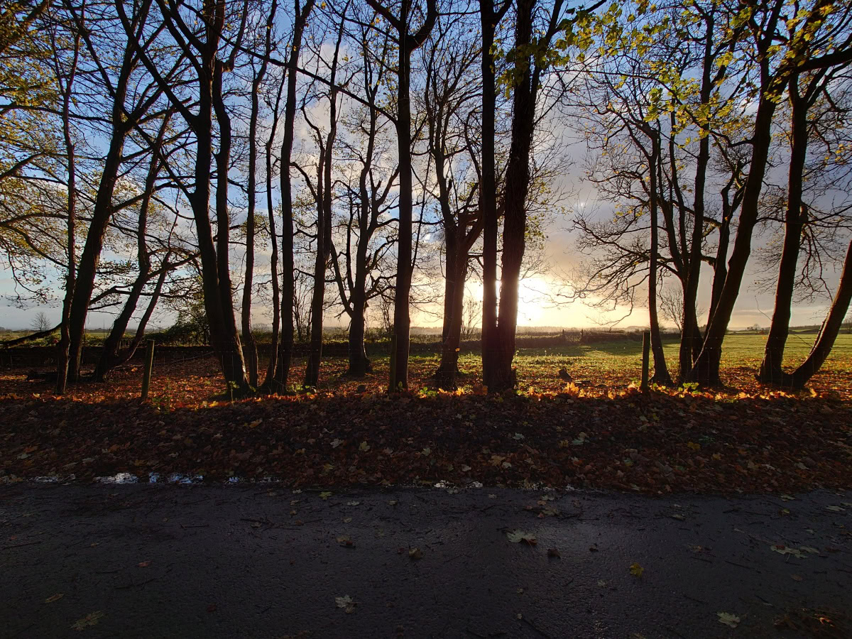 Wide-angle sunrise behind tall trees shot on Sony Xperia 1 III