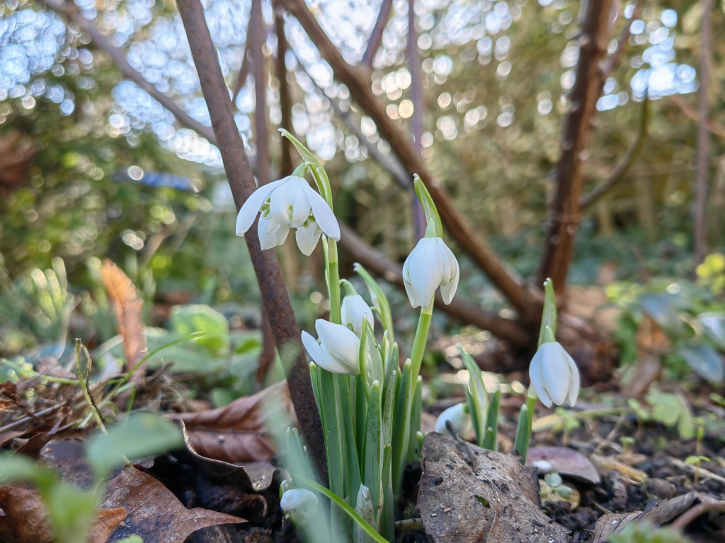 HUAWEI P50 Pro camera sample outdoor white snowdrops on HDR background