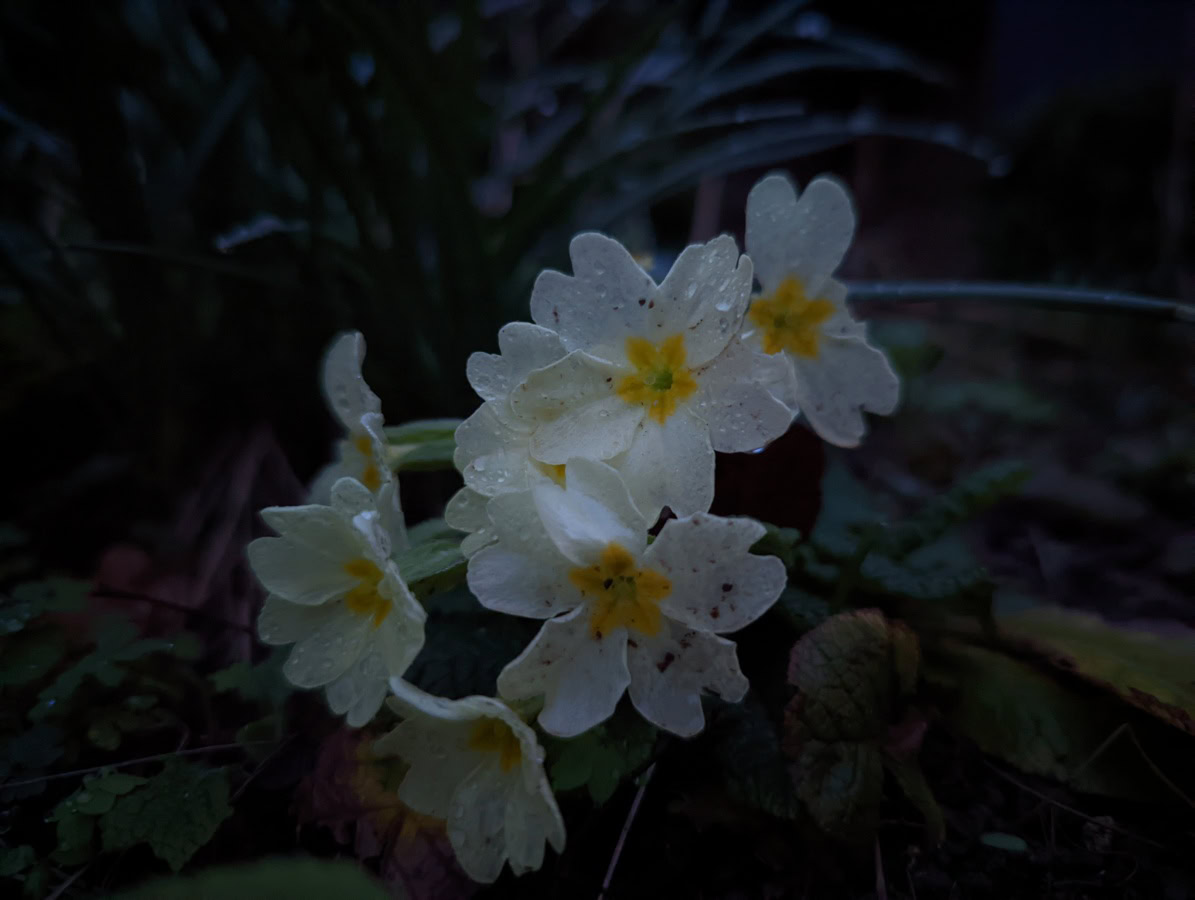 Flowers night off camera sample Google Pixel 6 Pro