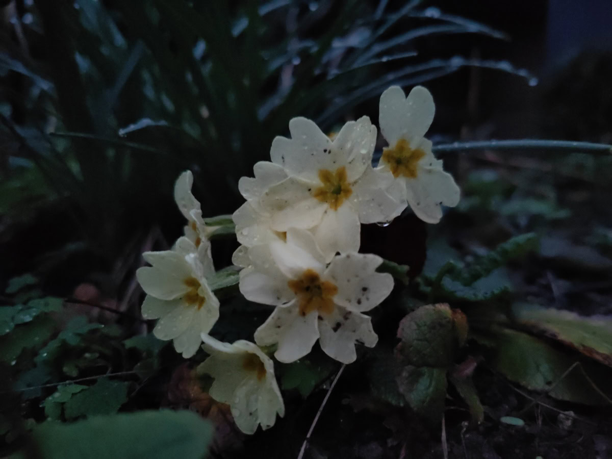 Flowers night off camera sample OPPO Find X5 Pro