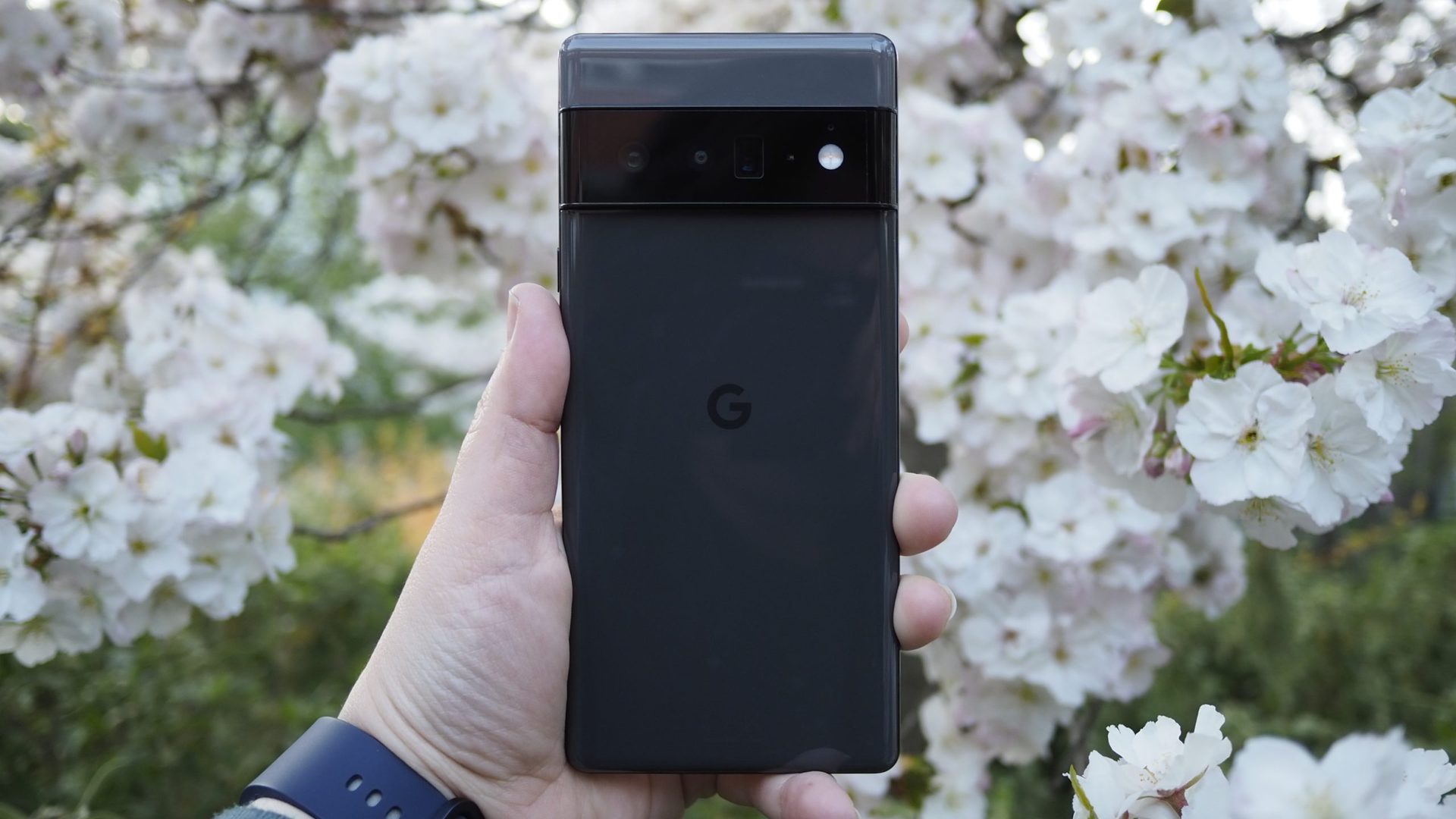 Google Pixel 6 Pro back with cherry blossoms in the background
